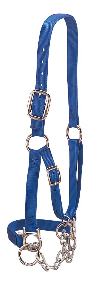 Weaver Livestock front view showing blue halter and durable nylon for secure control
