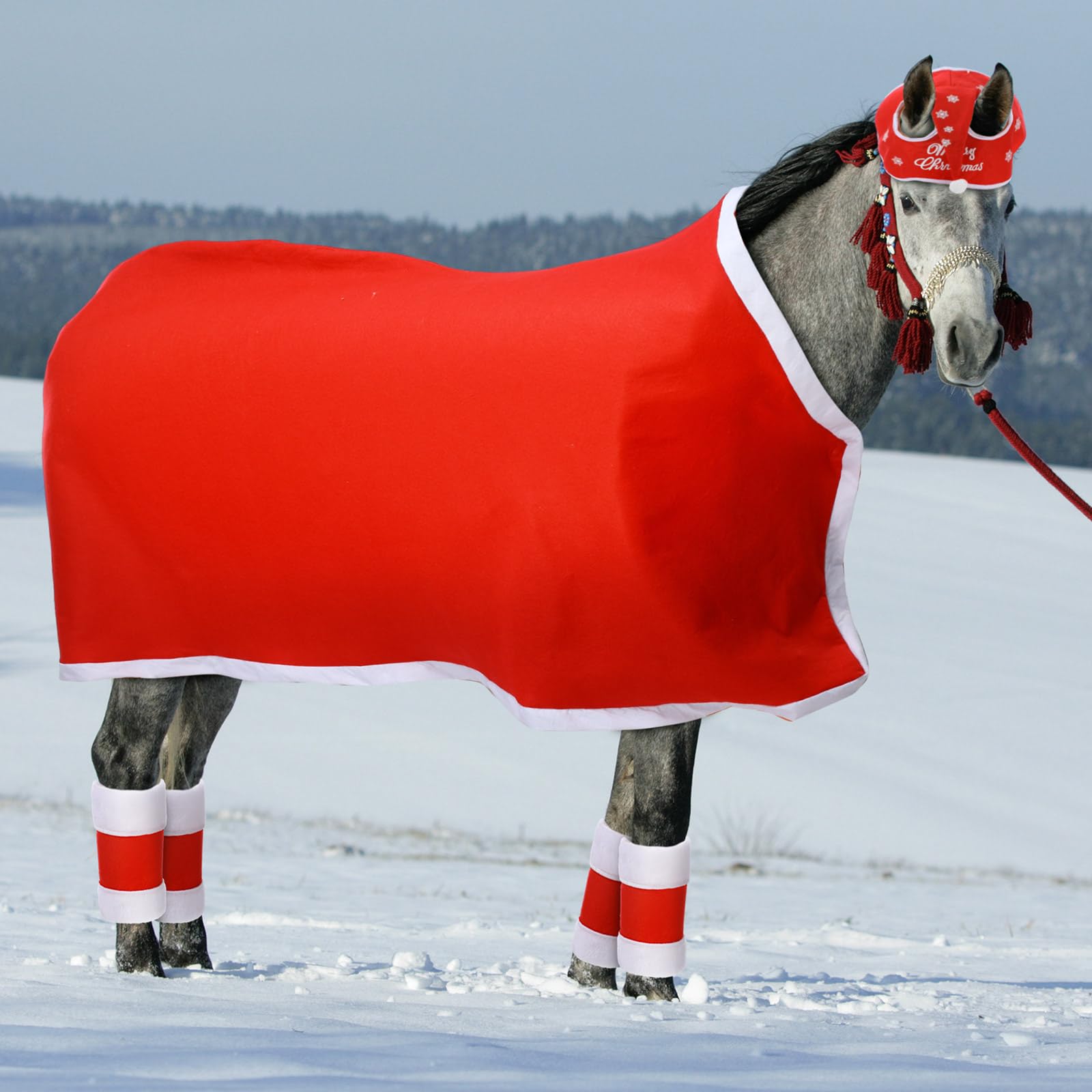 Cunno horse wearing full set in parade setting showing visual impact benefit: eye-catching presentation