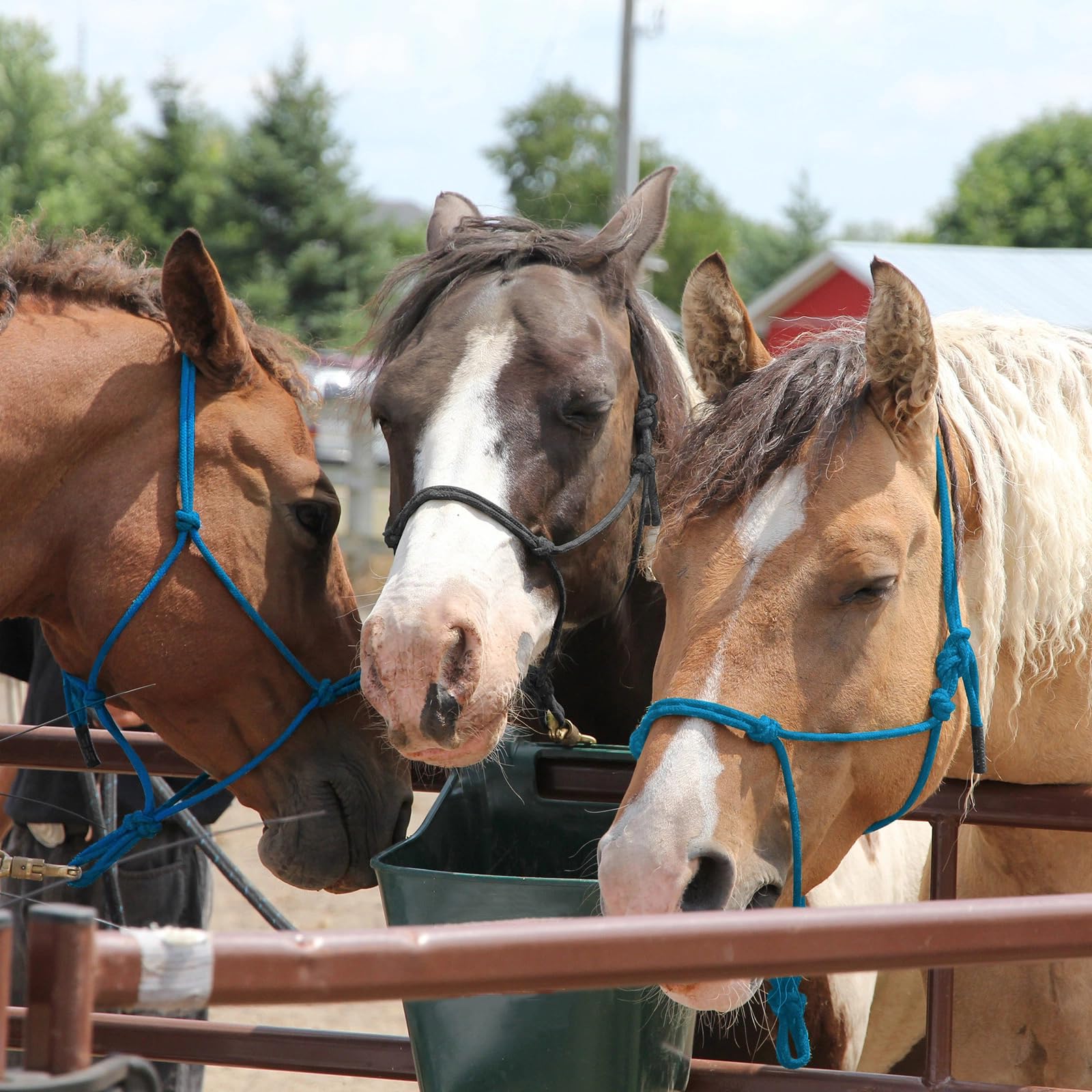 Dunzy halter in a stable setting illustrating practical use and everyday handling benefit