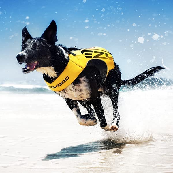 EzyDog D-ring and buckle detail for leash attachment and secure fastening