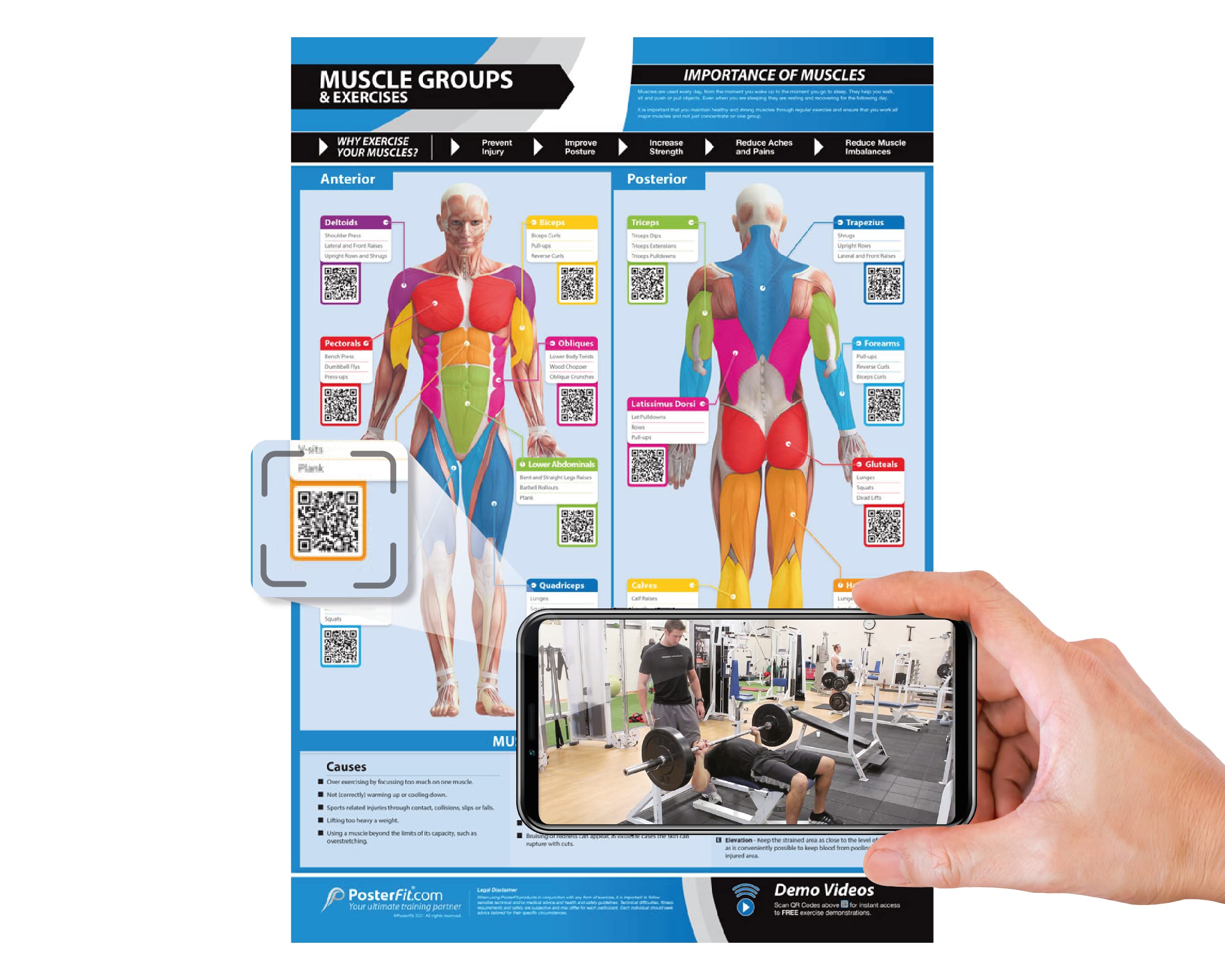 Posterfit front view laminated chart showing muscles and exercises for quick reference