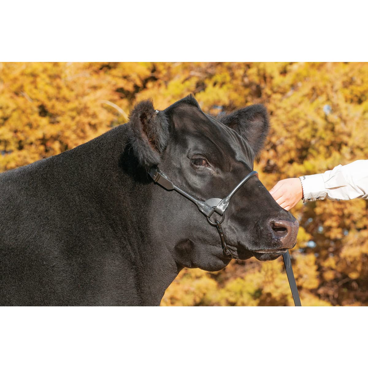 Weaver Livestock close-up of rounded noseband demonstrating smooth edges and comfort