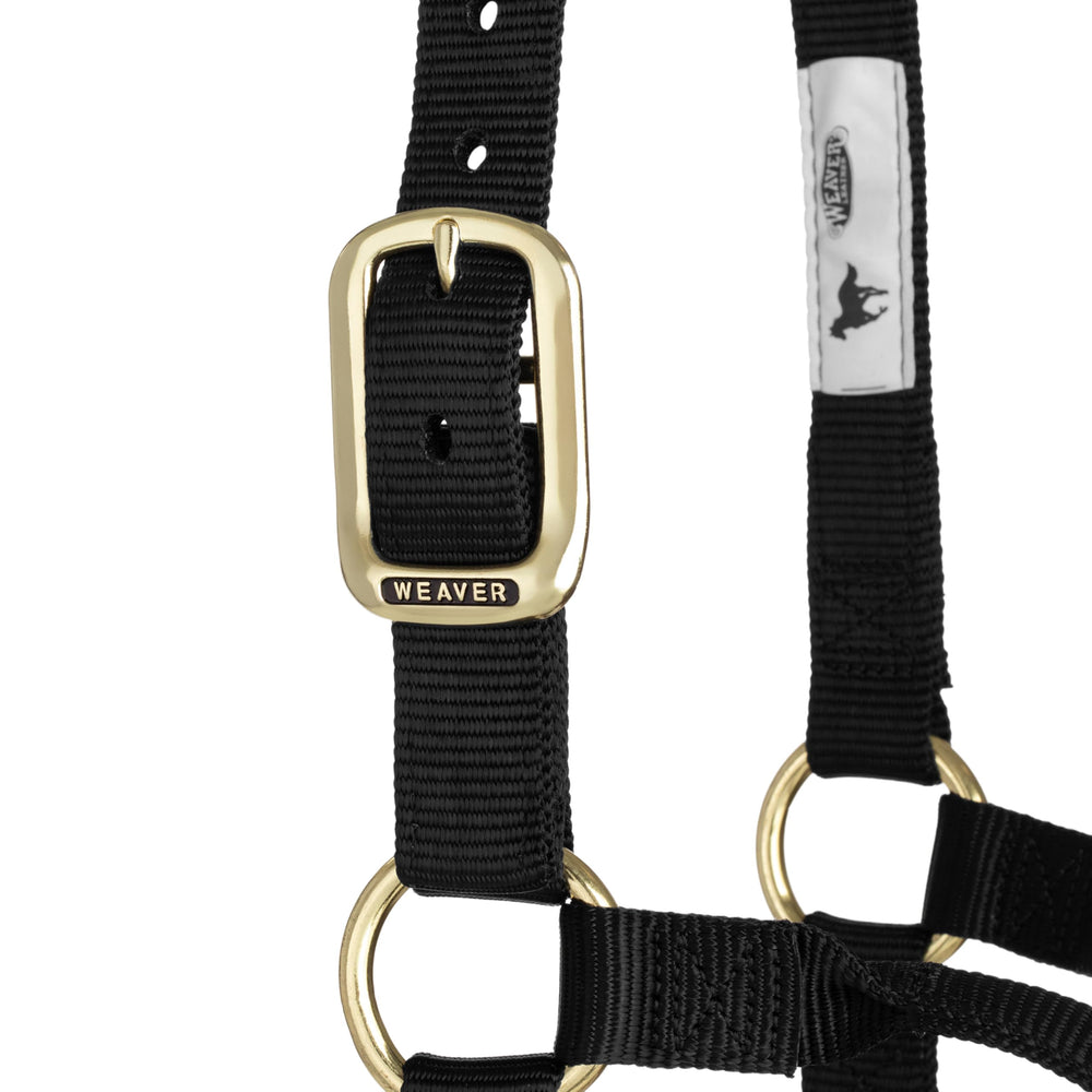 Weaver Equine halter beside ruler for average size comparison benefit