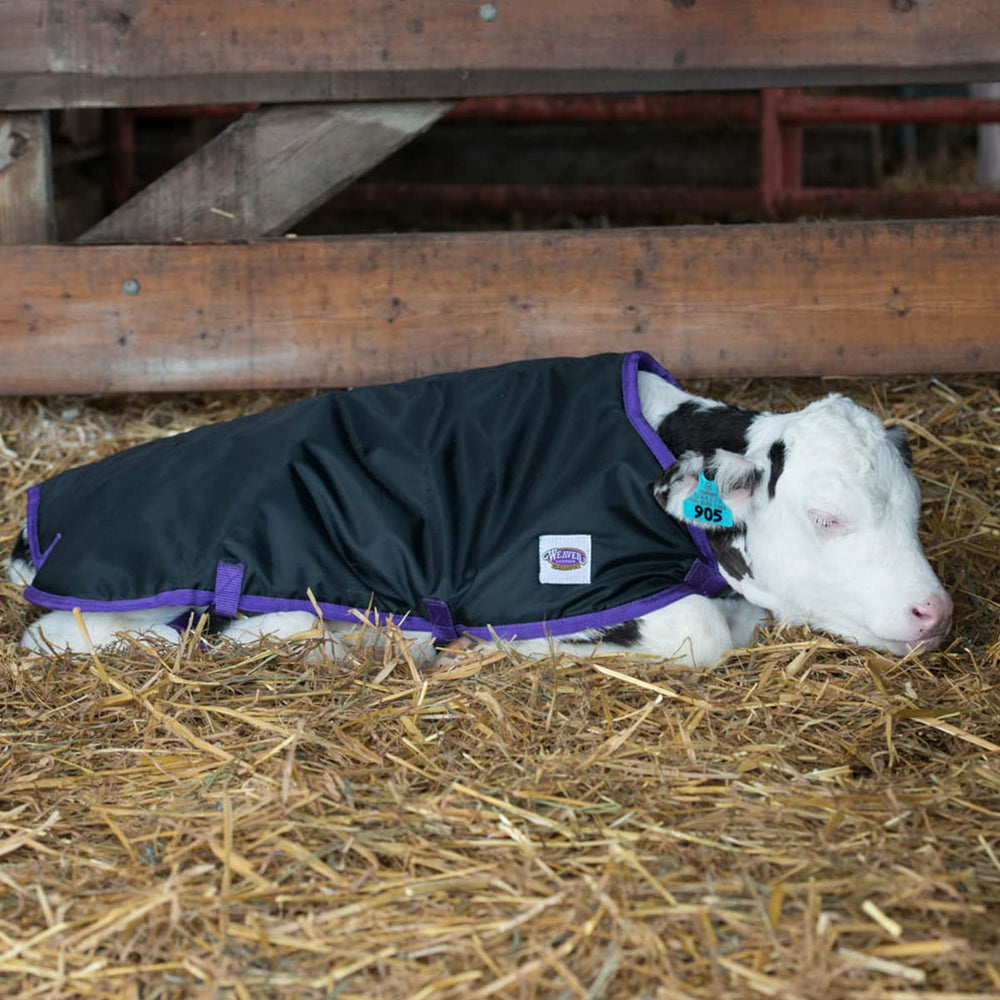 Weaver Livestock blanket on a calf in a field demonstrating protection and mobility